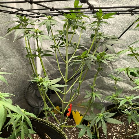 Purple Lemonade FF growlog timeline photo