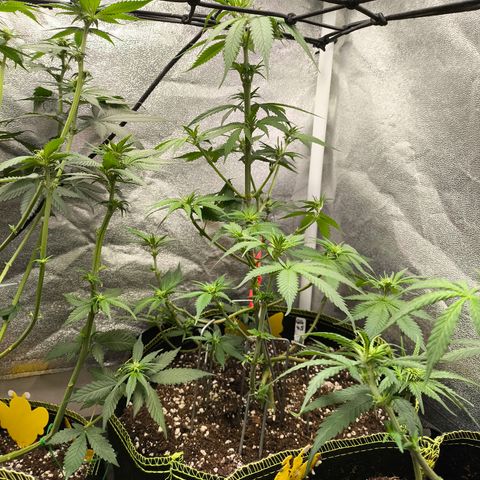 GG4 Sherbet FF growlog timeline photo