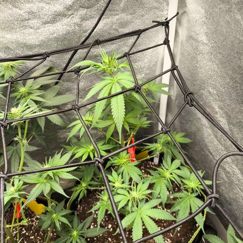GG4 Sherbet FF growlog timeline photo