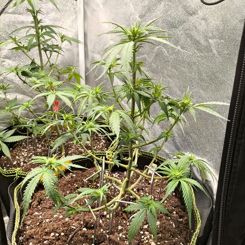 Gorilla Cookies FF growlog timeline photo