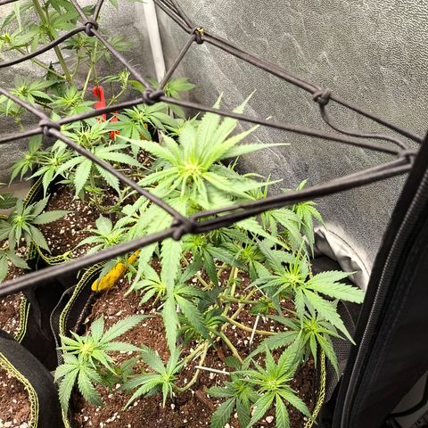Gorilla Cookies FF growlog timeline photo