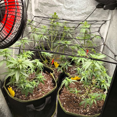 Tropicana Cookies FF growlog timeline photo