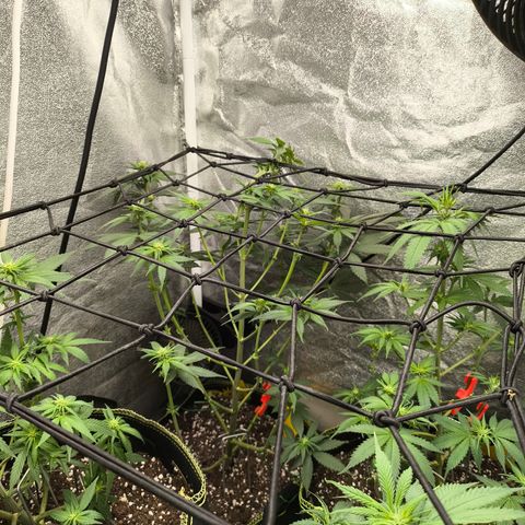 Tropicana Cookies FF growlog timeline photo