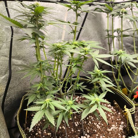 Tropicana Cookies FF growlog timeline photo