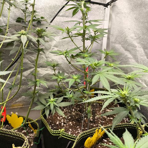 GG4 Sherbet FF growlog timeline photo