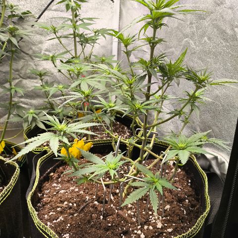 Gorilla Cookies FF growlog timeline photo