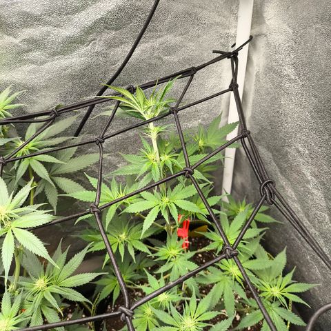 GG4 Sherbet FF growlog timeline photo