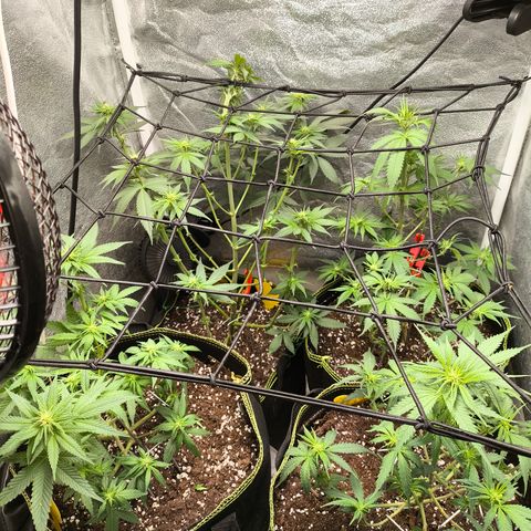 Tropicana Cookies FF growlog timeline photo