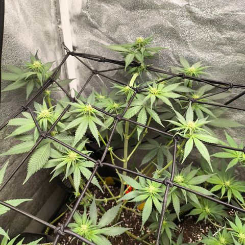 Purple Lemonade FF growlog timeline photo