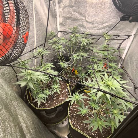 Tropicana Cookies FF growlog timeline photo