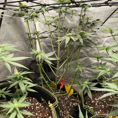 Purple Lemonade FF growlog timeline photo