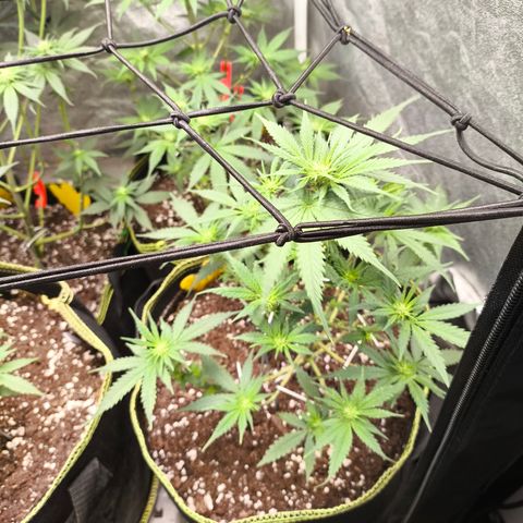 Gorilla Cookies FF growlog timeline photo