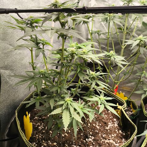 Tropicana Cookies FF growlog timeline photo