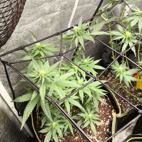 Tropicana Cookies FF growlog timeline photo