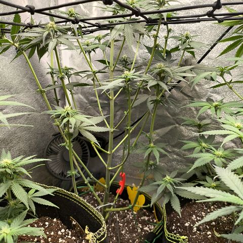 Purple Lemonade FF growlog timeline photo