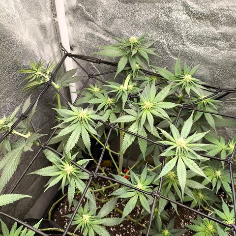 Purple Lemonade FF growlog timeline photo