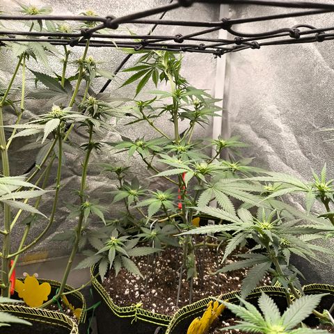 GG4 Sherbet FF growlog timeline photo