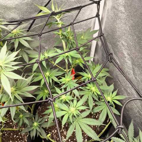 GG4 Sherbet FF growlog timeline photo