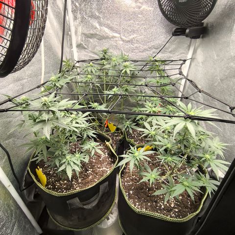 Tropicana Cookies FF growlog timeline photo