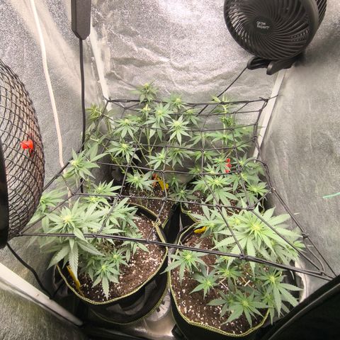 Tropicana Cookies FF growlog timeline photo