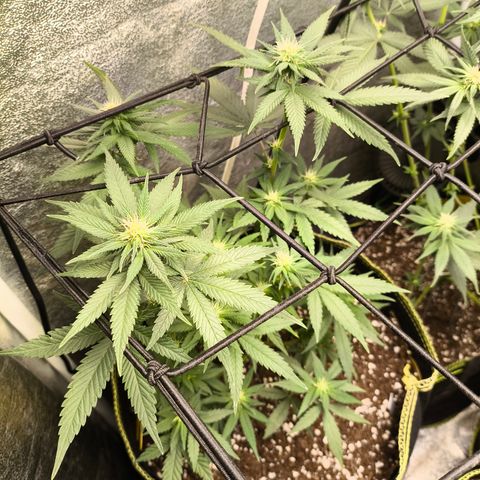 Tropicana Cookies FF growlog timeline photo