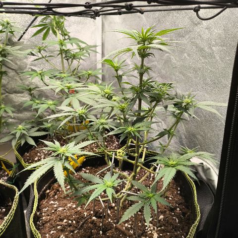 Gorilla Cookies FF growlog timeline photo