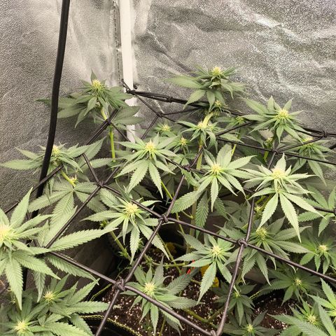 Purple Lemonade FF growlog timeline photo