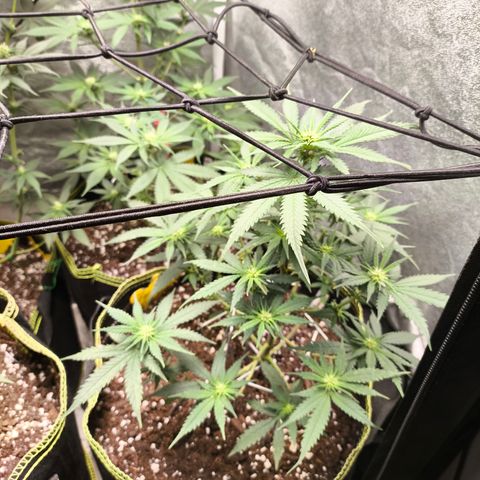 Gorilla Cookies FF growlog timeline photo