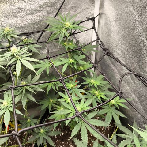 GG4 Sherbet FF growlog timeline photo