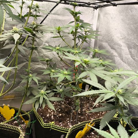 GG4 Sherbet FF growlog timeline photo