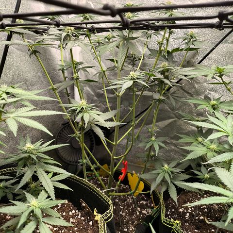 Purple Lemonade FF growlog timeline photo