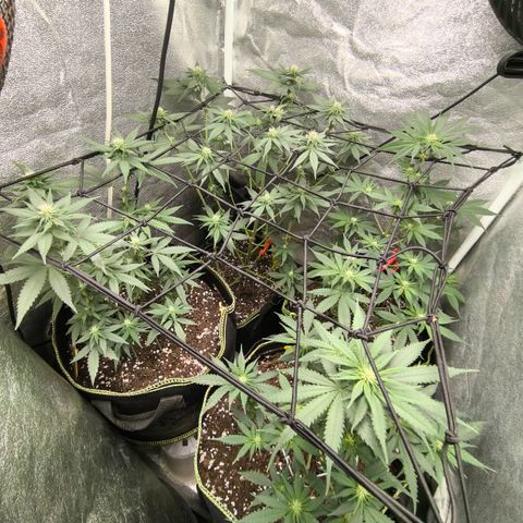 Tropicana Cookies FF growlog timeline photo