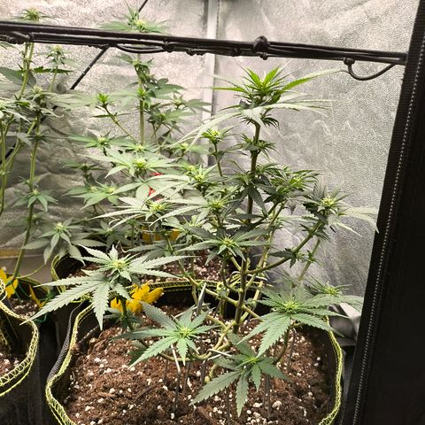Gorilla Cookies FF growlog timeline photo