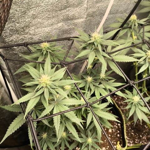 Tropicana Cookies FF growlog timeline photo