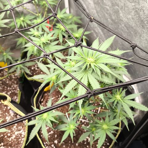 Gorilla Cookies FF growlog timeline photo