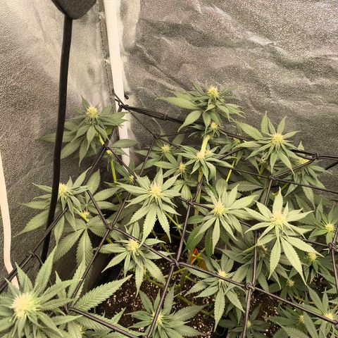 Purple Lemonade FF growlog timeline photo