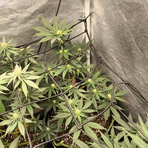 GG4 Sherbet FF growlog timeline photo