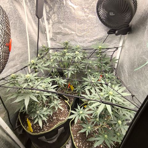 Gorilla Cookies FF growlog timeline photo