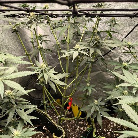 Purple Lemonade FF growlog timeline photo
