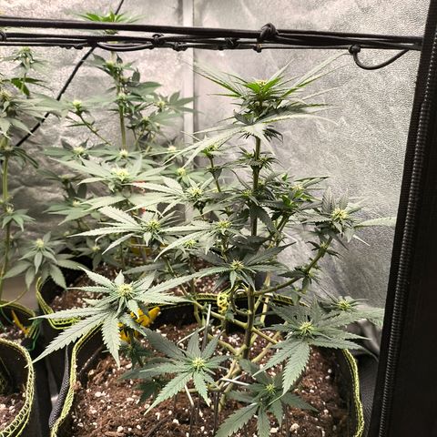 Gorilla Cookies FF growlog timeline photo