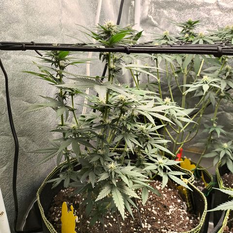 Tropicana Cookies FF growlog timeline photo