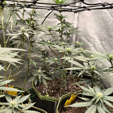 GG4 Sherbet FF growlog timeline photo