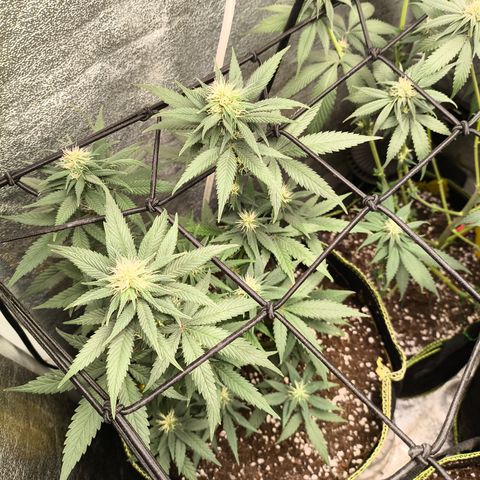 Tropicana Cookies FF growlog timeline photo