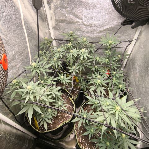 Tropicana Cookies FF growlog timeline photo
