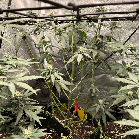 Purple Lemonade FF growlog timeline photo