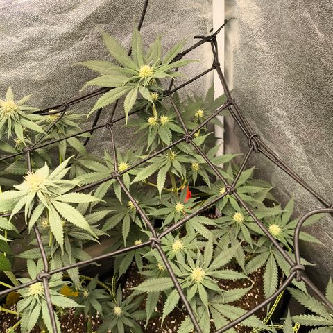 GG4 Sherbet FF growlog timeline photo