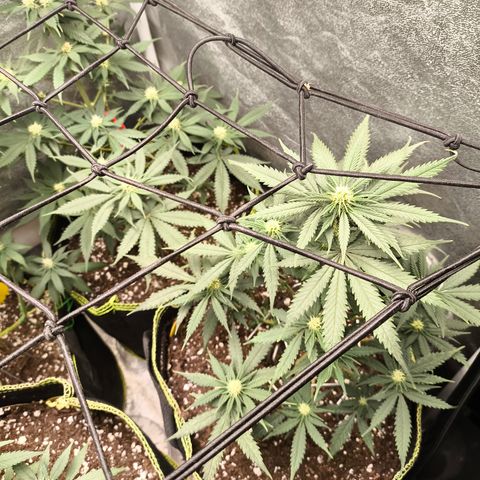 Gorilla Cookies FF growlog timeline photo