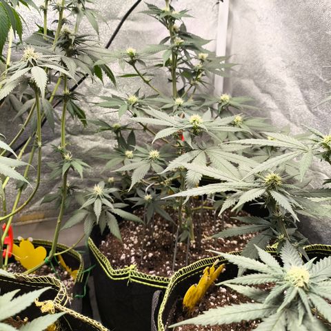 GG4 Sherbet FF growlog timeline photo