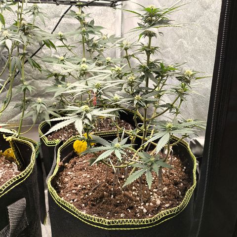 Gorilla Cookies FF growlog timeline photo