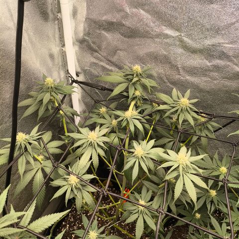 Purple Lemonade FF growlog timeline photo